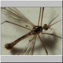 Pales analis - Schnake m02.jpg